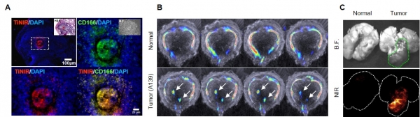 종양이 유도된 생쥐의 폐에서 타이니어가 종양근원세포를 붉은 색으로 물들임을 확인할 수 있다(A). B는 폐종양 유도 생쥐에서 종양근원세포를 포함하는 종양조직을 시각화한 모습이며 C는 폐종양의 이미지화한 모습.[사진=IBS]