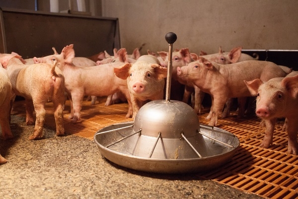 아프리카돼지열병 발생이 확인되자 이틀 간 돼지고기 도매가격이 40% 급등한 것으로 나타났다. 정부는 이동중지 기간이 종료되는 오늘부터 가격이 정상화 될 것으로 내다보고 있다.