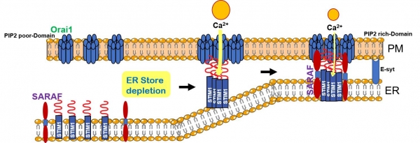 소포체에 칼슘이온(Ca2+)이 고갈되면 소포체 막에 있는 Stim1과 세포막에 있는 Orai1이 각각 모인다. 서로 결합하면서 칼슘이온 통로가 열린다. 세포 안으로 칼슘이온 유입이 시작된다. 과도한 칼슘이온 유입을 멈추기 위해 SARAF가 Stim1과 결합한다.[사진=한국연구재단]
