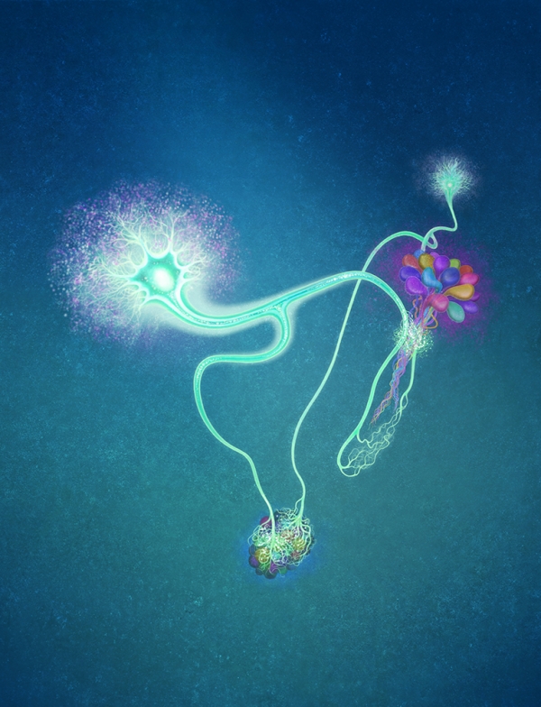 서성배 교수 연구성과 개념도. 혈당에 반응하는 CN neuron의 Axon이 두 갈래로 갈라지며 갈라진 axonal branch은 인슐린을 만드는 세포를 활성화 시키고 다른 갈라진 axonal branch은 글루카곤을 만드는 세포를 억제시켰다.[사진=카이스트]