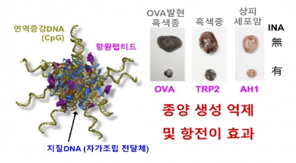 검은 쥐에 실험 종양(OVA를 발현하는 흑색종)과 실제 종양 2종에 INA를 각각 투여해 종양 성장 억제를 확인했다. [사진=부경대]