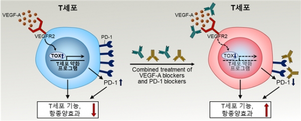 암세포에서 생성된 VEGF 저해제와 면역항암제를 병합 치료하면 T세포 기능을 효과적으로 활성화시켜 항암치료 효율을 크게 높일 수 있다. [사진=카이스트]