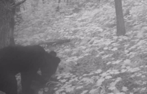 반달가슴곰이 유인먹이를 섭취하는 모습. [사진=환경부]