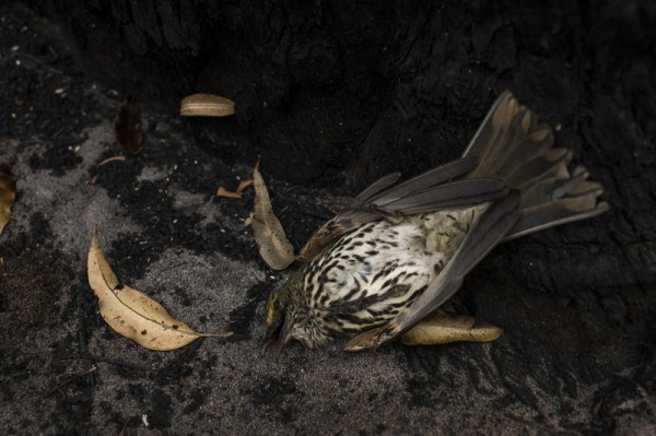 호주 남부에 서식한 와틀버드(꿀빨이새)가 뉴사우스웨일즈 남부해안에 연한 콘졸라 공원에서 죽은 채로 발견됐다. 이 지역 야생동물들은 1월 4일 발생한 산불로 떼죽음을 당했다. [사진=그린피스]