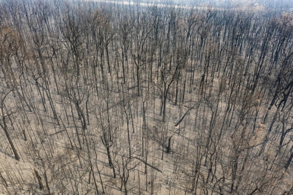 호주 뉴사우스웨일즈에 있는 캥거루 계곡 산불 피해 지역. 산불에 불타 숯으로 변한 나무들을 드론으로 항공 촬영했다. [사진=그린피스]