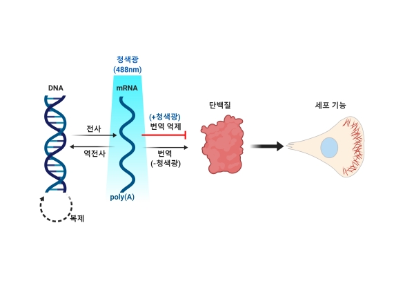 mRNA-LARIAT 광유전학 기술로 전령RNA(mRNA)의 이동과 단백질 합성을 조절하는 모식도. [사진=IBS]