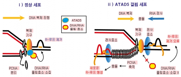 정상 세포의 DNA 복제과정에서는 ATAD5 단백질이 PCNA 단백질을 분리해내고 DNA/RNA 풀림 효소를 끌어와 R-루프를 제거한다. 반면 ATAD5 단백질이 결핍된 세포의 경우 DNA에 PCNA 단백질이 지나치게 많이 쌓여 전사-복제 충돌이 일어나고 새로운 R-루프가 형성된다.[사진=IBS]