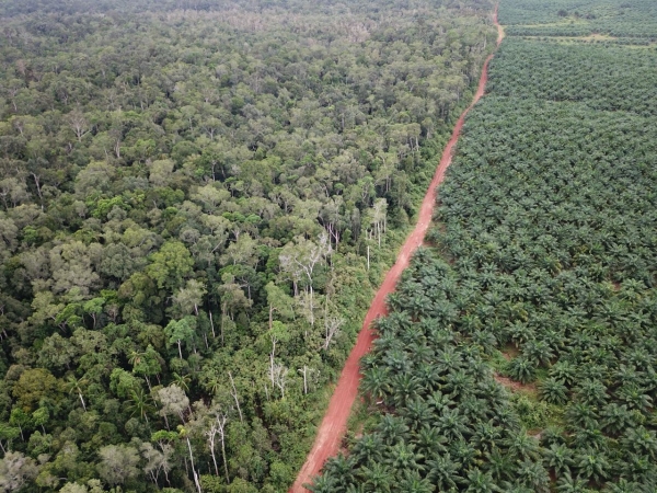 인도네시아 파푸아주에서 팜유 생산을 위해 생물다양성의 보고이자 토착민들의 삶의 터진인 우림이 파괴되고 플랜테이션이 들어선 모습. 좌측에는 보전된 우림, 우측에는 단일식생이 들어선 플랜테이션 [사진=PUSAKA/기후솔루션]