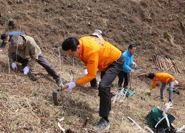 김인규 하이트진로 대표가 강릉 산불 피해지역에 나무를 심고 있다.