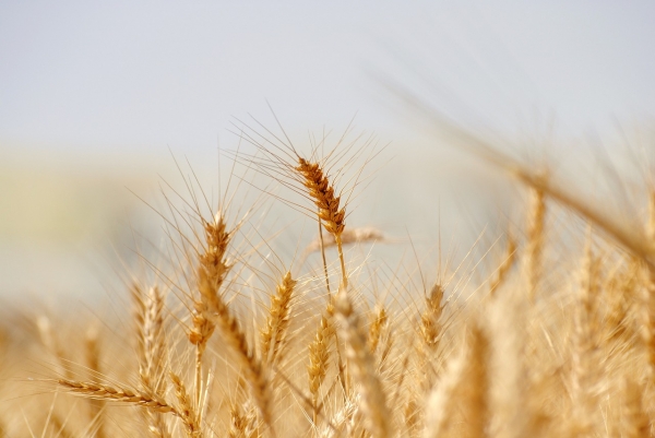 러시아가 흑해 곡물협정을 중단함에 따라 국제 곡물가가 15%내외로 오를 전망이다. [사진=픽사베이]