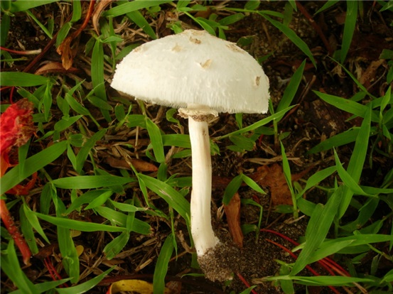 독버섯인 흰독큰갓버섯. [사진=환경부]