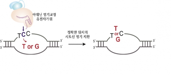아데닌 염기교정 유전자가위는 크리스퍼 유전자가위와 아데닌 탈아미노효소가 결합된 형태로 DNA 서열 중 아데닌(A)을 찾아 구아닌(G)으로 교체할 수 있다고 알려져 있다. 연구진은 아데닌 염기교정 유전자가위가 그림처럼 5‘-TCC-3’와 같은 시토신이 두 개 이상인 시퀀스에서 시토신(C)을 티민(T) 또는 구아닌(G)과 같은 다른 염기로 정교하게 교정할 수 있다는 것을 밝혀냈다.[사진=IBS]