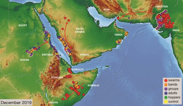 수단, 에티오피아, 소말리아 등 동아프리카 지역에 이상 날씨로 '사막 메뚜기' 피해가 발생하고 있다.[사진=FAO]
