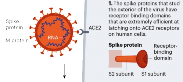 코로나19 바이러스는 스파이크(Spike) 단백질을 이용해 세포 수용체(ACE2)에 달라붙어 침투한다.[사진=녹색경제DB]